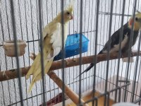 Takım sultan papağanı erkek konuşur
