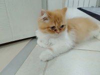 Yavru iran kedisi 3 aylık