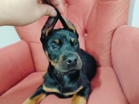 A kalite kızıl ve siyah doberman yavruları