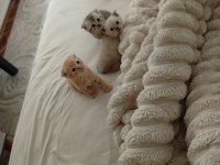 Scottish fold orjinal yavrularımı sahiplendiriyorum