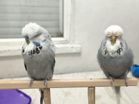 Show muhabbet kuşu yavruları vasıflı