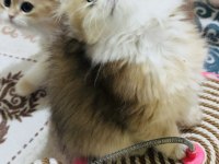 British longhair Ny 11 ve Ny12