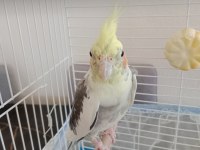 Sultan papağanı 9 aylık erkek