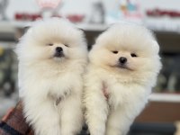 Petmode köpek çiftliğinde ziyarete açık  pomeranian