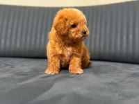 A kalite maltipoo yavrularım teslime hazır