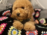 Aşılı Micro Çipli Poodle Erkek Yavrumuz