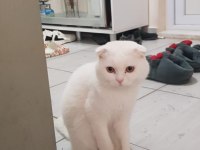 Ponçiğim scottish fold