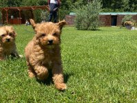 OYUNCU VE ZEKİ MALTİPOO YAVRULARİ 