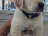 08/16 doğumlu Orjinal golden retriever