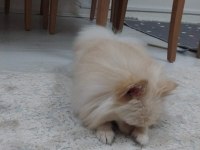 1 yaş dişi pomeranian boo