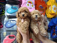 Maltipoo Dişi Erkek Bebekler