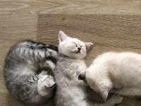 Safkan yavrular british shorthair