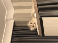 Dünyalar yakışıklısı erkek scottish fold