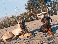 Dişi Doberman Köpeği
