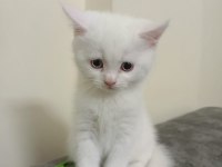 British Shorthair Beyaz