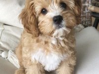 MALTİPOO YAVRU ACIK VE ESMER RENK ÇEŞİTLER