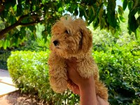 3 Aylık Dişi ve Erkek Poodle Yavrular