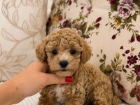 ÜST DÜZEY MALTİPOO