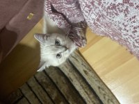 5 aylık dişi british shorthair