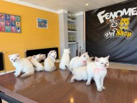 10 YENİ BRITISH SHORTHAIR YAVRULR ANKARA MAĞAZAMZDA GÖRN