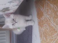 Son üç yavru british shorthair