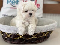 Tea cup kore man maltese ziyarete açık
