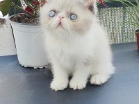 Exotic shorthair bebişler