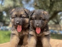 Üst Düzey Alman Çoban Köpeği Yavrular