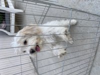 Terrier dişi 4 aylık