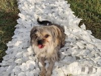 Yorkshire terrier