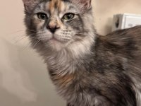 Hangi yavru maine coon sizin olsun?