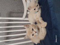 Kedilerimi sahiplendirmek istiyorum