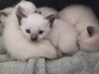 20 ŞUBAT DOĞUMLU SİYAM KEDİSİ KEDİLER