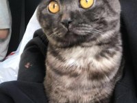 SCOTTİSH FOLD KEDİMİZ ÜCRETSİZ