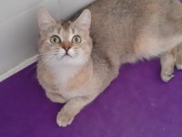 British Shorthair Evcilmen Kedimiz