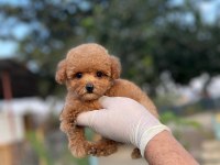 Toy Poodle Bebekler Referans Yavru