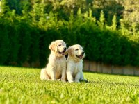 Daha İyisi Yok Gercek Baby Face Golden Yavruları