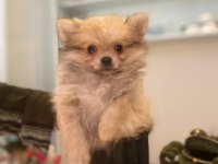 Acil safkan pomeranian yavrular