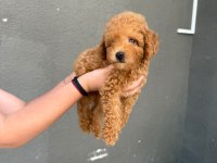 SAĞLIK VE IRK GARANTİLİ TOY POODLE KÖPEKLER