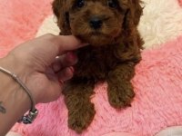 Toy Poodle Yavru