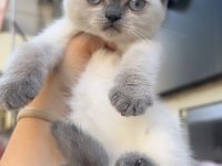 Scottish fold mükemmel bebekler