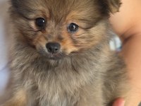 3 Aylık Saf Erkek Pomeranian