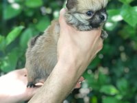 ÖZEL LONGHAİR MİKRO TEACUP CHİHUAHUA