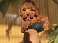 Poodle Köpeği Yavruları