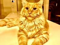 11 aylık sağlıklı erkek maine coon