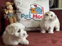 Tea cup maltese terrier yavrular ziyarete açık