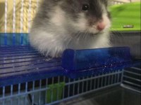 Suriye Hamster Yavrular ve Tüm Malzemeleri Adrese Teslim