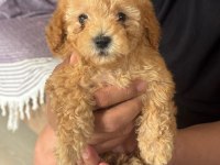 Orijinal poodle yavrular