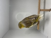 Ötümde Erkek Gloster Kanarya