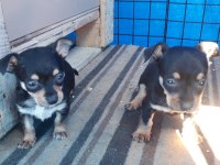 Yavru pinscher köpekler